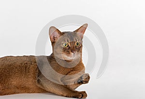 Portrait Curious Abyssinian cat lying on ground. Isolated on white background