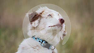 Portrait of Curious Baby Australian Shepherd Looking Up in Expectation of Food