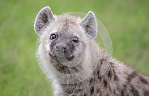 Portrait of a Curious Baby Hyena