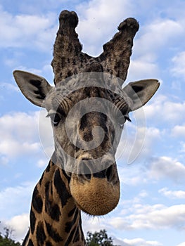 Portrait of a curious Baringo Giraffe, Giraffa camelopardalis Rothschildi