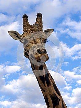 Portrait of a curious Baringo Giraffe, Giraffa camelopardalis Rothschildi