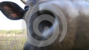 Portrait of curious black cow looking into camera and sniffing it. Cute friendly animal grazing in meadow showing