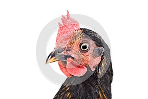 Portrait of a curious brown chicken