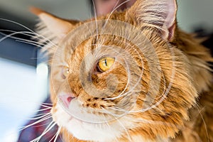 Portrait of Curious Cat looking in Window, Close-up View