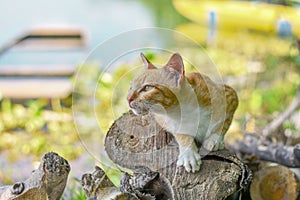 Portrait of a curious cat Scottish Straight isolated on natural background