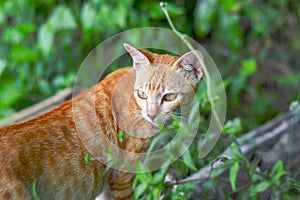Portrait of a curious cat Scottish Straight isolated on natural background