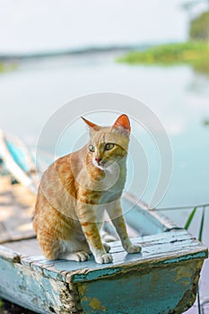 Portrait of a curious cat Scottish Straight isolated on natural background