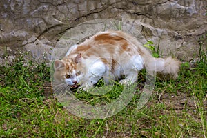 Portrait of a curious cat Scottish Straight isolated on natural background