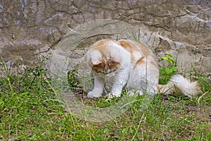 Portrait of a curious cat Scottish Straight isolated on natural background