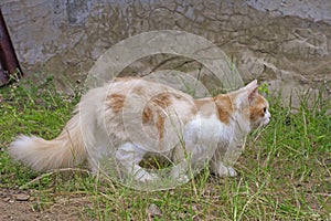 Portrait of a curious cat Scottish Straight isolated on natural background