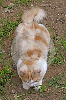 Portrait of a curious cat Scottish Straight isolated on natural background