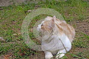 Portrait of a curious cat Scottish Straight isolated on natural background