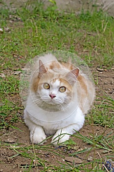 Portrait of a curious cat Scottish Straight isolated on natural background