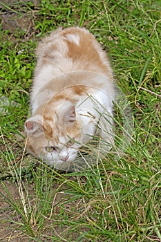 Portrait of a curious cat Scottish Straight isolated on natural background