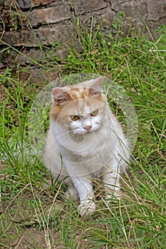 Portrait of a curious cat Scottish Straight isolated on natural background