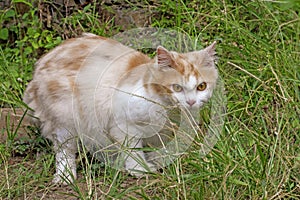 Portrait of a curious cat Scottish Straight isolated on natural background