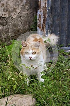 Portrait of a curious cat Scottish Straight isolated on natural background