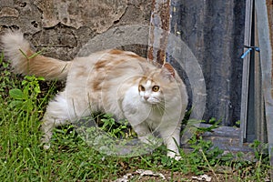 Portrait of a curious cat Scottish Straight isolated on natural background