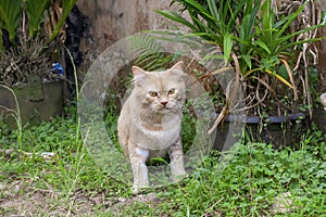 Portrait of a curious cat Scottish Straight  on natural background