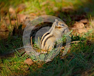 Portrait of a curious Chipmunk