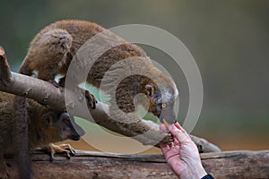 Portrait of curious and cute Red Fronted Madagascar Lemur behaving like pets photo