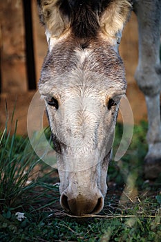 Portrait of a curious donkey grazing in a pen in the countryside on the farm looking at the camera