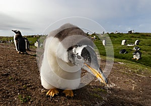 Portrait of a curious Gentoo penguin chick
