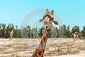 Portrait of a curious giraffe camelopardalis over a blue sky with white clouds in a wildlife sanctuary near Toronto, Canada,