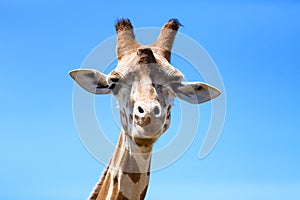 Portrait of a curious giraffe (Giraffa camelopardalis) over blue