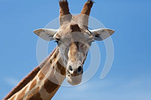 Portrait of a curious giraffe (Giraffa camelopardalis) over blue