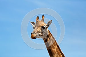 Portrait of a curious giraffe (Giraffa camelopardalis) over blue sky with white clouds in wildlife sanctuary.