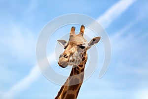 Portrait of a curious giraffe (Giraffa camelopardalis) over blue