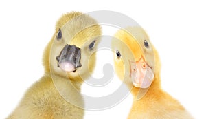 Portrait of a curious gosling and duckling