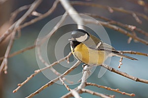 Curious Great Tit resting on a tree branch