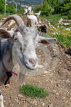 Portrait of curious grey goat
