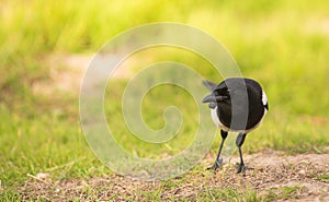 Portrait of a curious Magpie