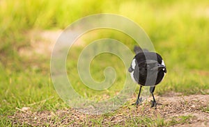 Portrait of a curious Magpie