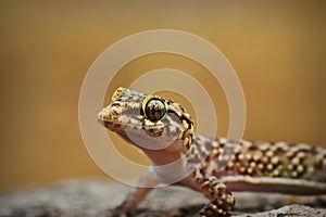 Portrait of curious mediterranean house gecko