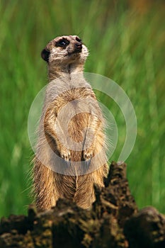 Portrait of a curious Meerkat