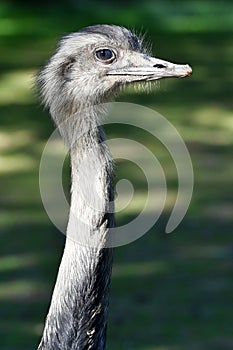 Portrait of a curious nandu ostrich photo