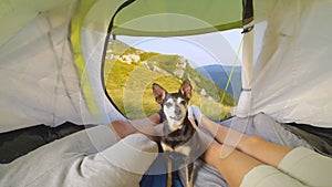 PORTRAIT: Curious puppy looking into camera while sitting in tent between owners