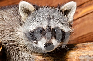 Portrait of a curious raccoon