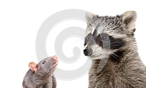 Portrait of curious rat and funny raccoon