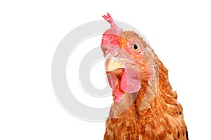 Portrait of a curious red hen