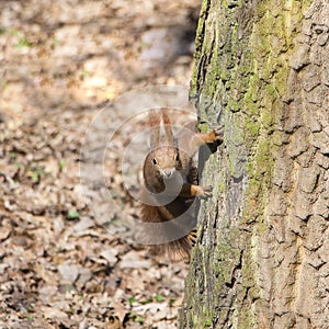 Portrait of curious red squirrel