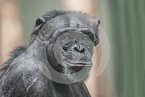 Portrait of curious wondered adult Chimpanzee