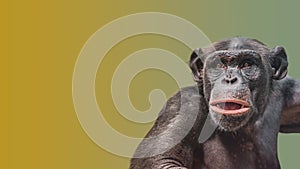Portrait of curious wondered Chimpanzee at smooth gradient background