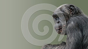 Portrait of curious wondered Chimpanzee at smooth gradient background