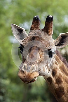Portrait of a curiuos giraffe