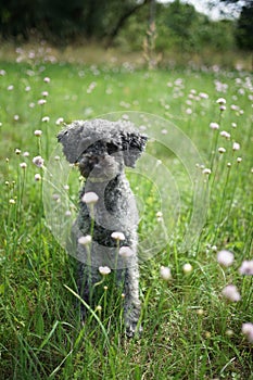 Portrait of a cute 2 year old grey colored silver poodle dog with teddy cut in a meadow  with wild purple Succisa pratensis flower